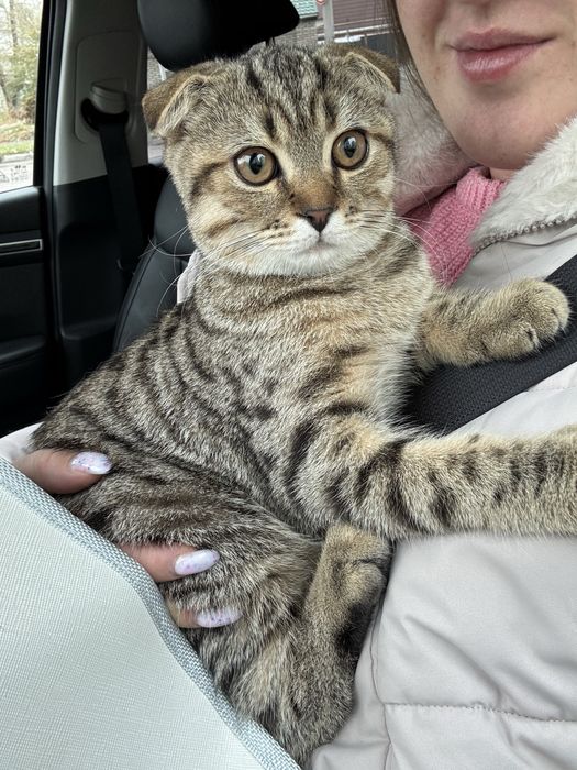 Случка для кота