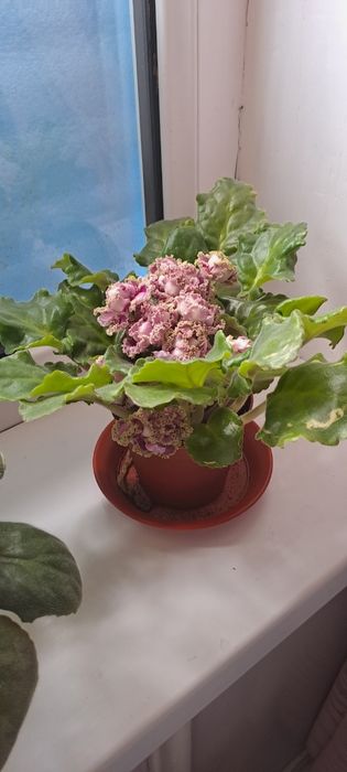 Продажа фиалок 1