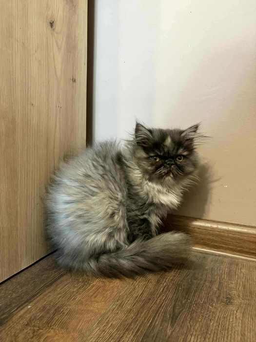 Женско персийско коте