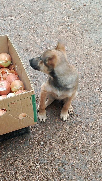 Ищем добрые руки которым нужен преданный друг