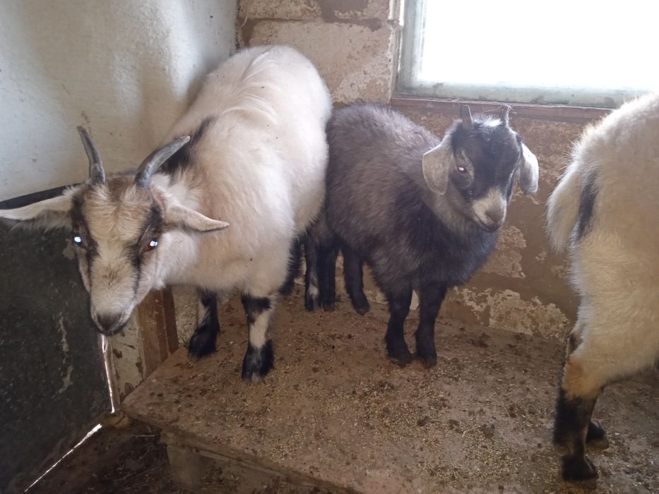 Козленок пингвин недорого