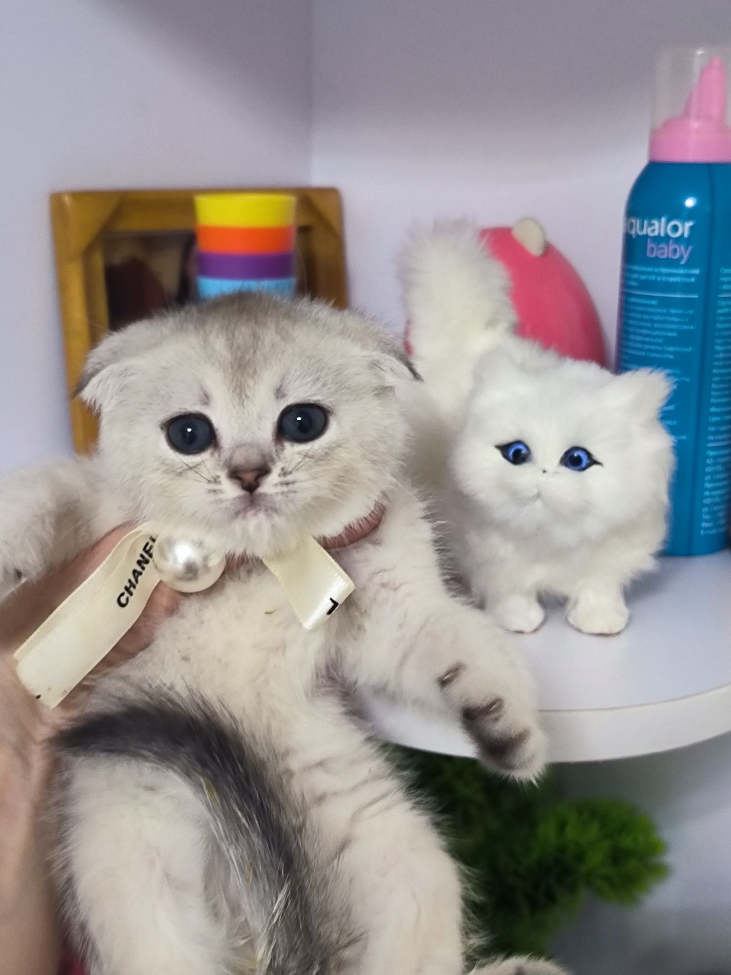 Котята чистокровные