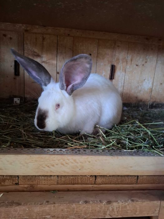 Uriaș de Transilvania