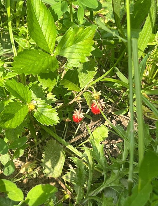 Teren de vis cu cabană, 3300 mp – Sotrile, Valea Doftanei