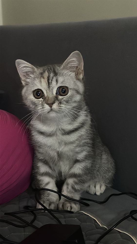 Кошечка зовут Мао
