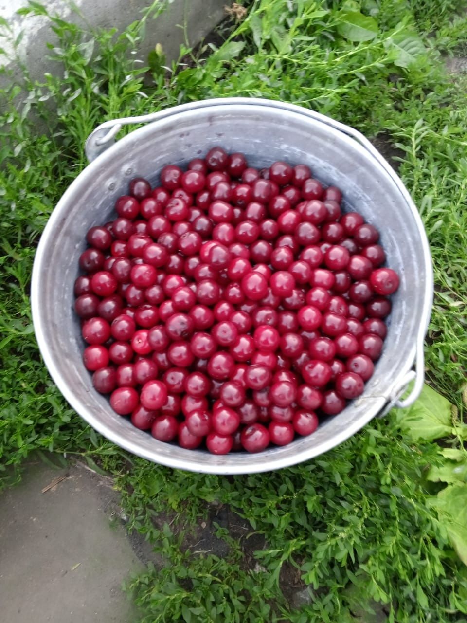 Продам вишню 10л