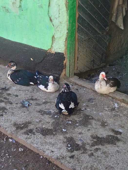 Индаутка 3-4 килограмдык семіз