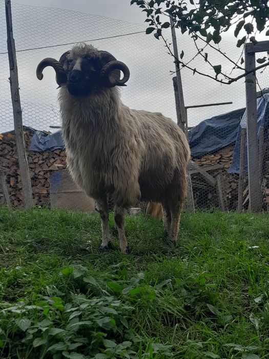Berbec brez de pravila