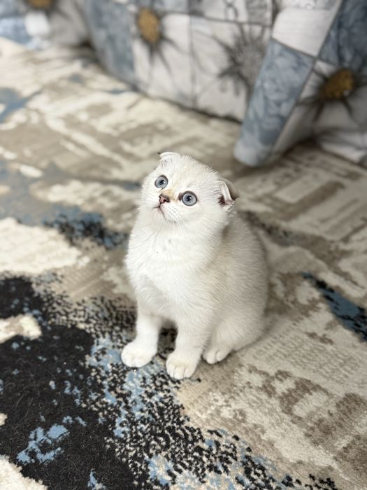Породистая котята