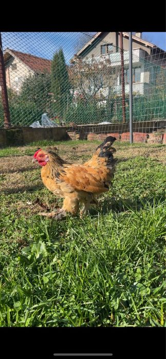 Петлета красиви и пеещи за вашия двор