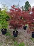 Artar Rosu Japonez(acer palmatum)