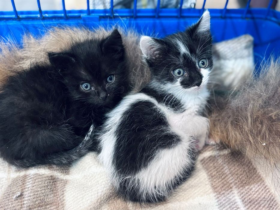 Отдам в д о б р ы е. ,л ю б я щ и е р у к и  к о т я т