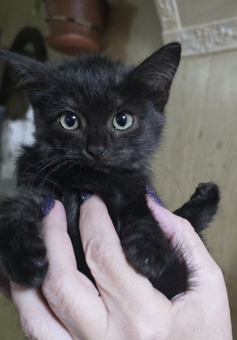 Отдам котика возраст 3 месяца