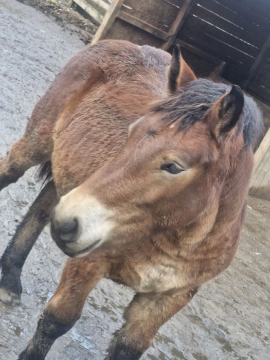 Vand manza, manz, manji semigrei