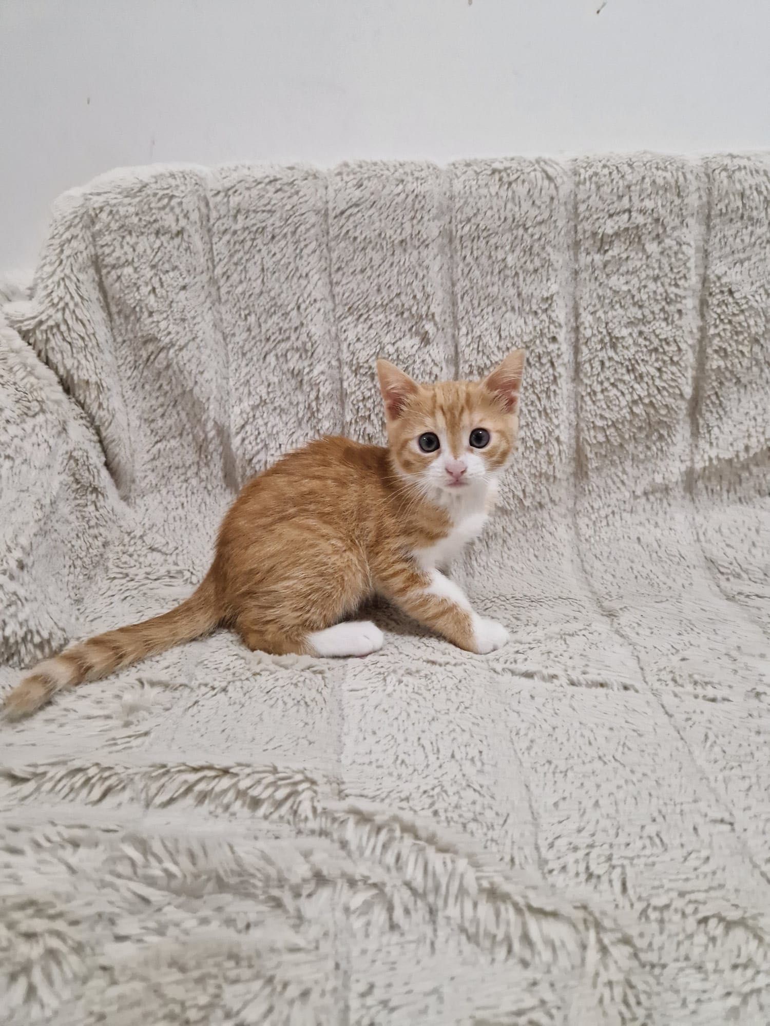 Pisicuță pentru adopție