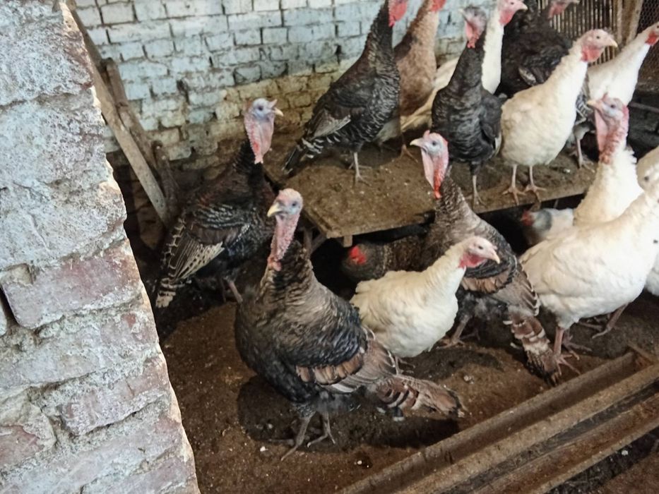 Домашни пуйки и пуяци