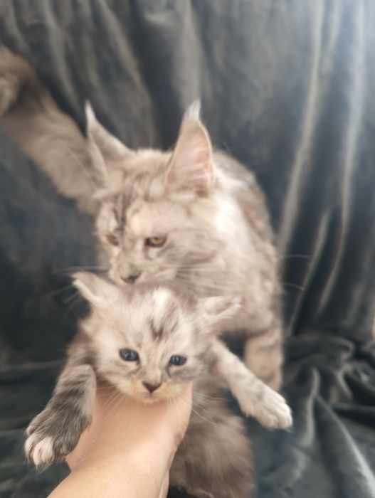 Готовы к брони котята Мейн Куна от классики до полидакта