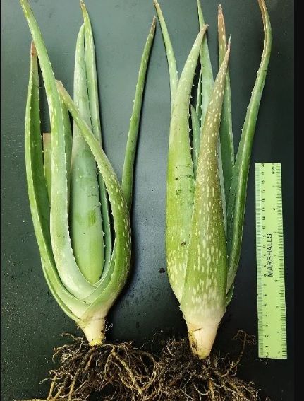 Set 2 pui Aloe vera Aloe barbadensis Miller 1,5 ani
