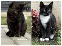 Pic si Poc isi cauta casuta - pisoi spre adoptie