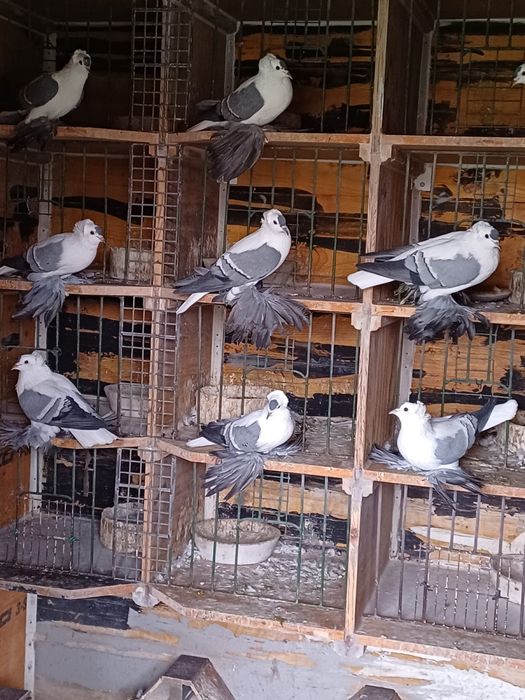 Randunele sacxonia de vanzare