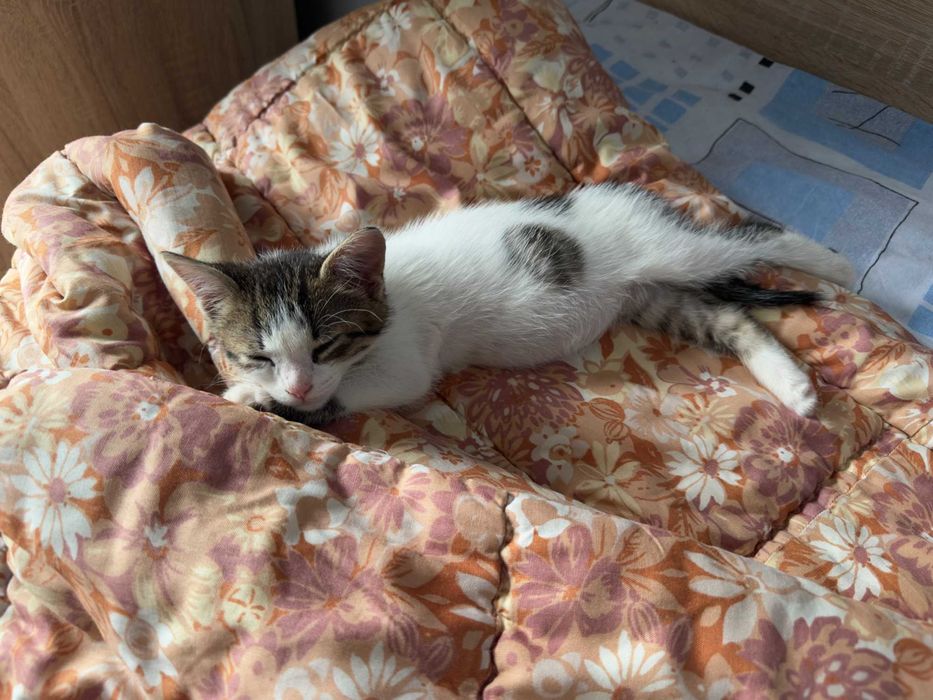 Малко игриво мъжко коте на 2 месеца с подарък креватче и играчки