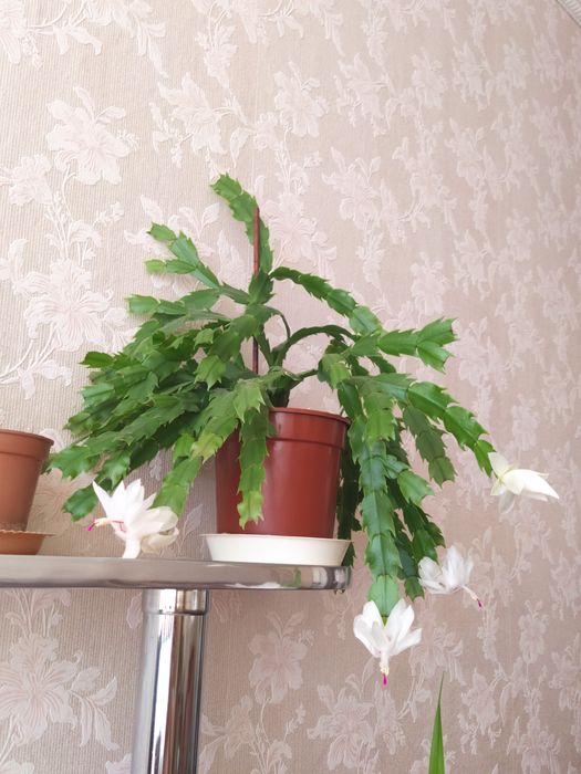 Декабрист белый махровый