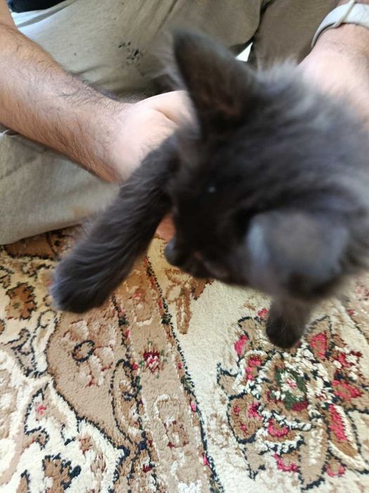 Котята в хорошие руки