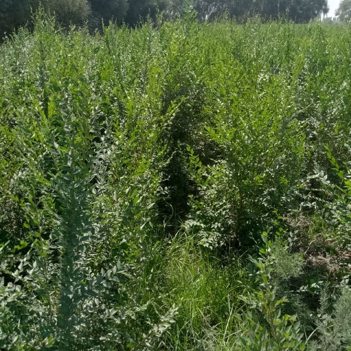 Qayragoch novdasi, Гужум сенса