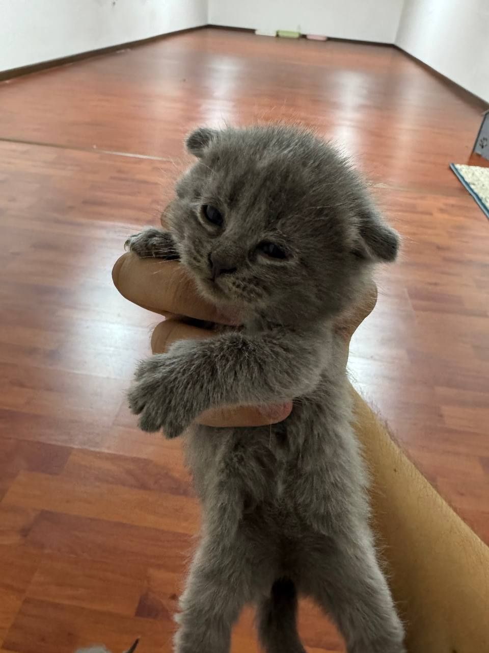 Продаётся котёнки