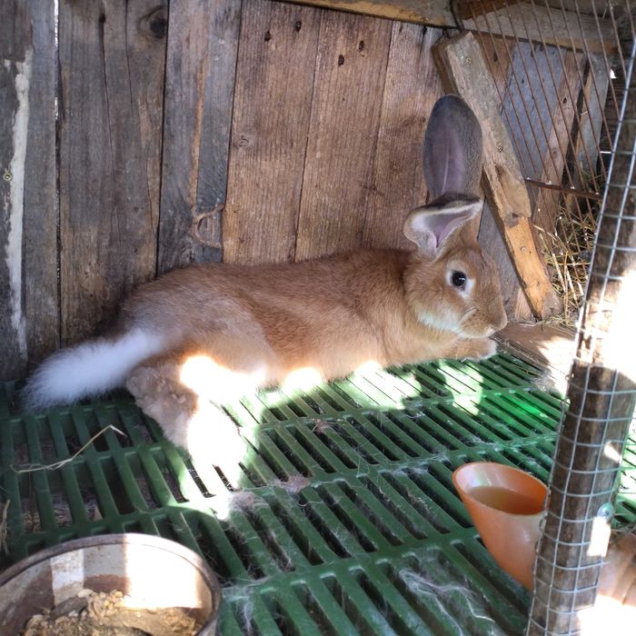 Зайци мъжки и женски на всякаква възраст