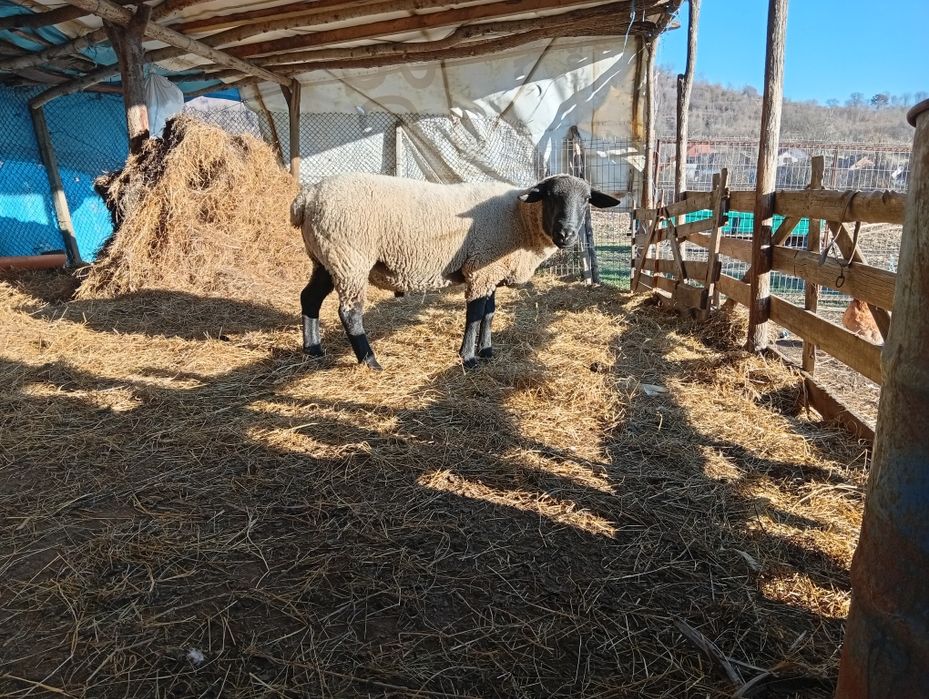 Vând berbec suffolk