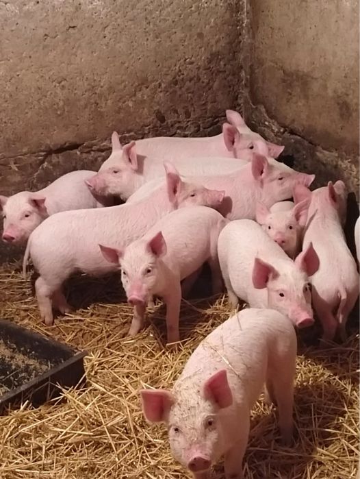 Продам 13 поросят