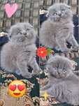 Скотиш Фолд девочка