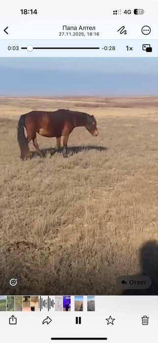 Продам кобылу-бие 5жас