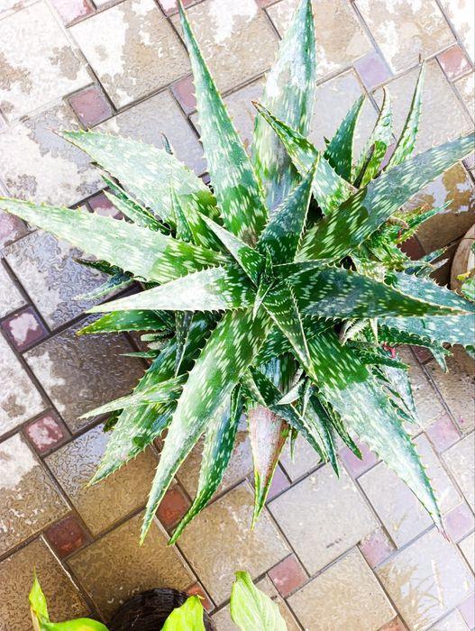 Цветы домашние лечебные