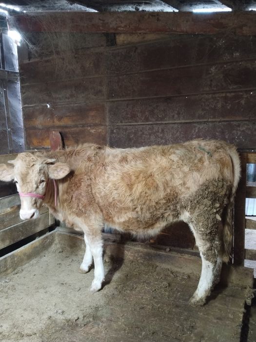 Продам Тёлочку с откорма молодая 1,8