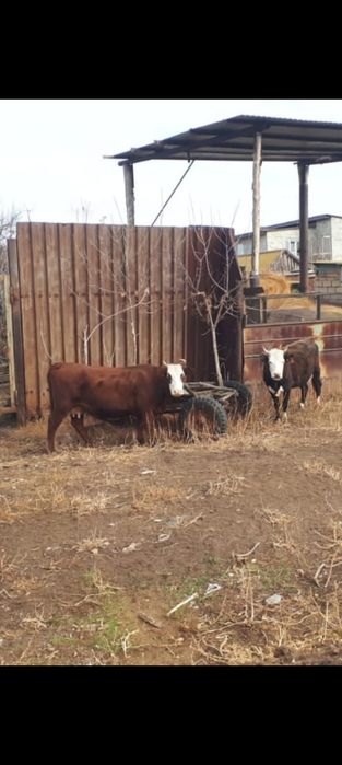 Короваа и тёлкаа