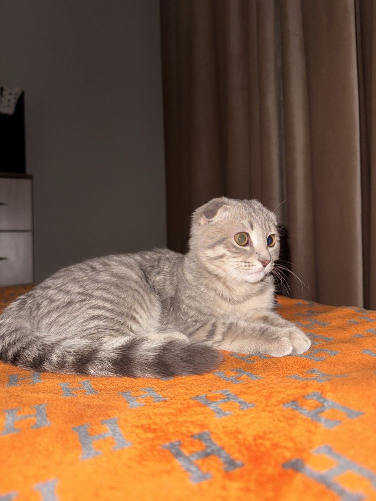 Котёнок-девочка 10 мес
