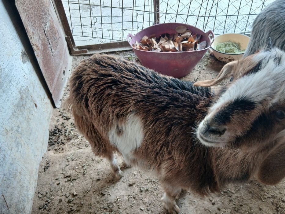 Эчки Улок Серка Эчки боласи Коза Козленок Козочка