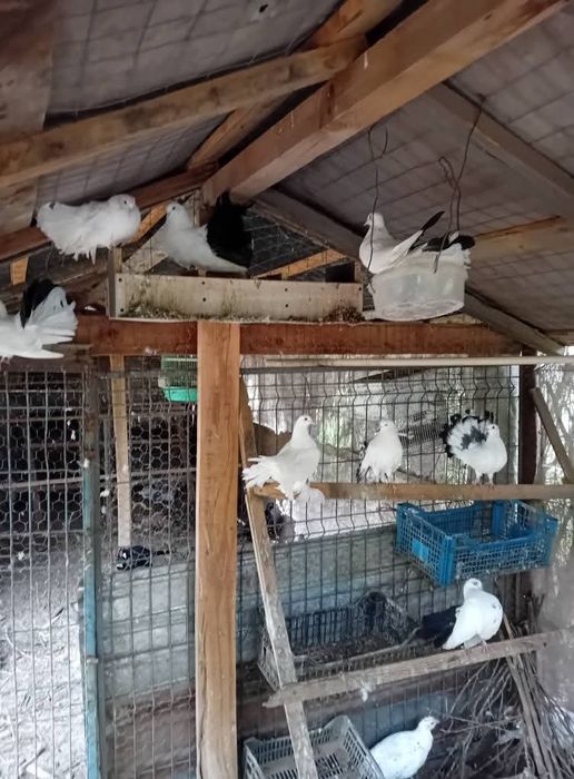 Disponibile păsări