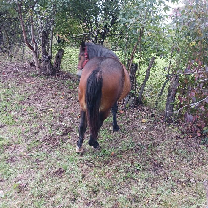 Mânză 1 an și 6 luni