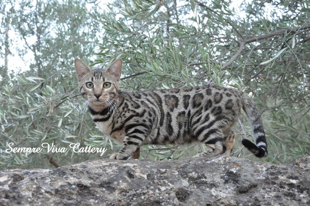 Бенгалско коте женско