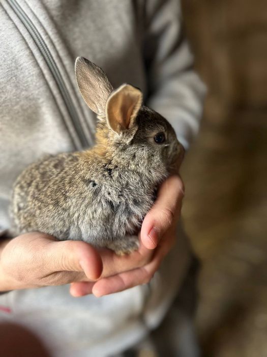 Arzon narxda Quyon va quyon bolalari