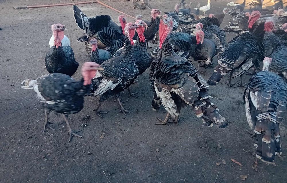 Домашни пуйки гр.хасково