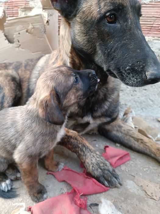 Подарявам кученца