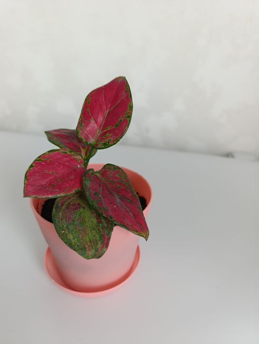 Аглонема красная