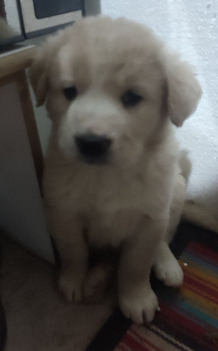 Продам щенков САО ( алабай )