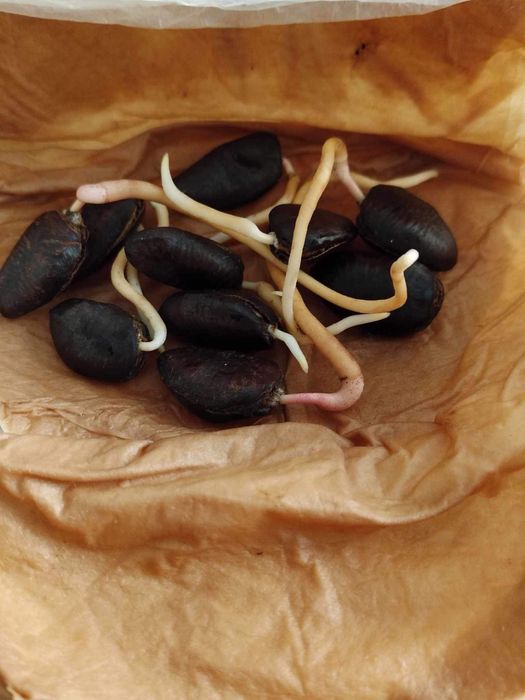 Asimina triloba, American papaw,индиански банан!