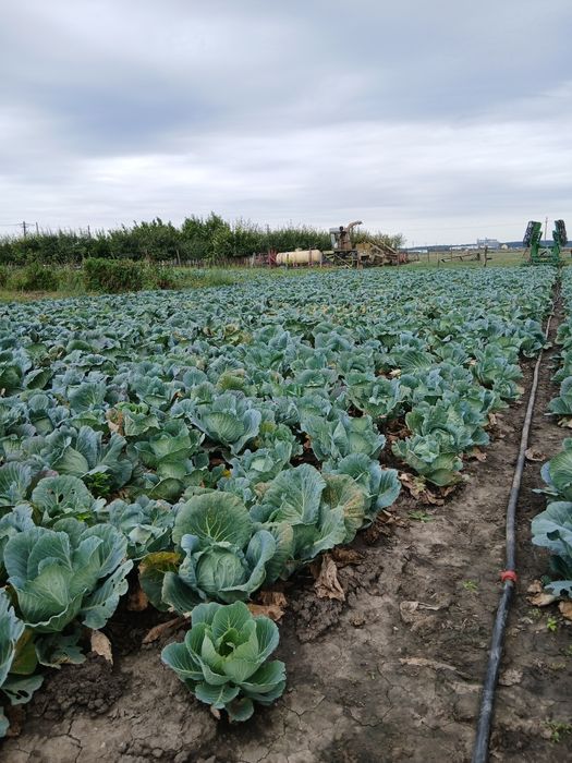 Vând varza Baverly Hills