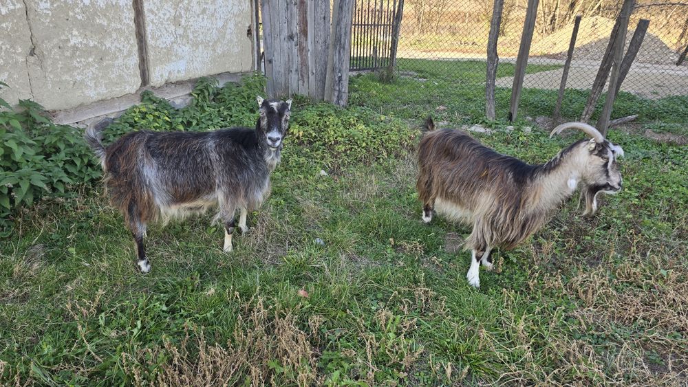 Vând două capre, gestante.